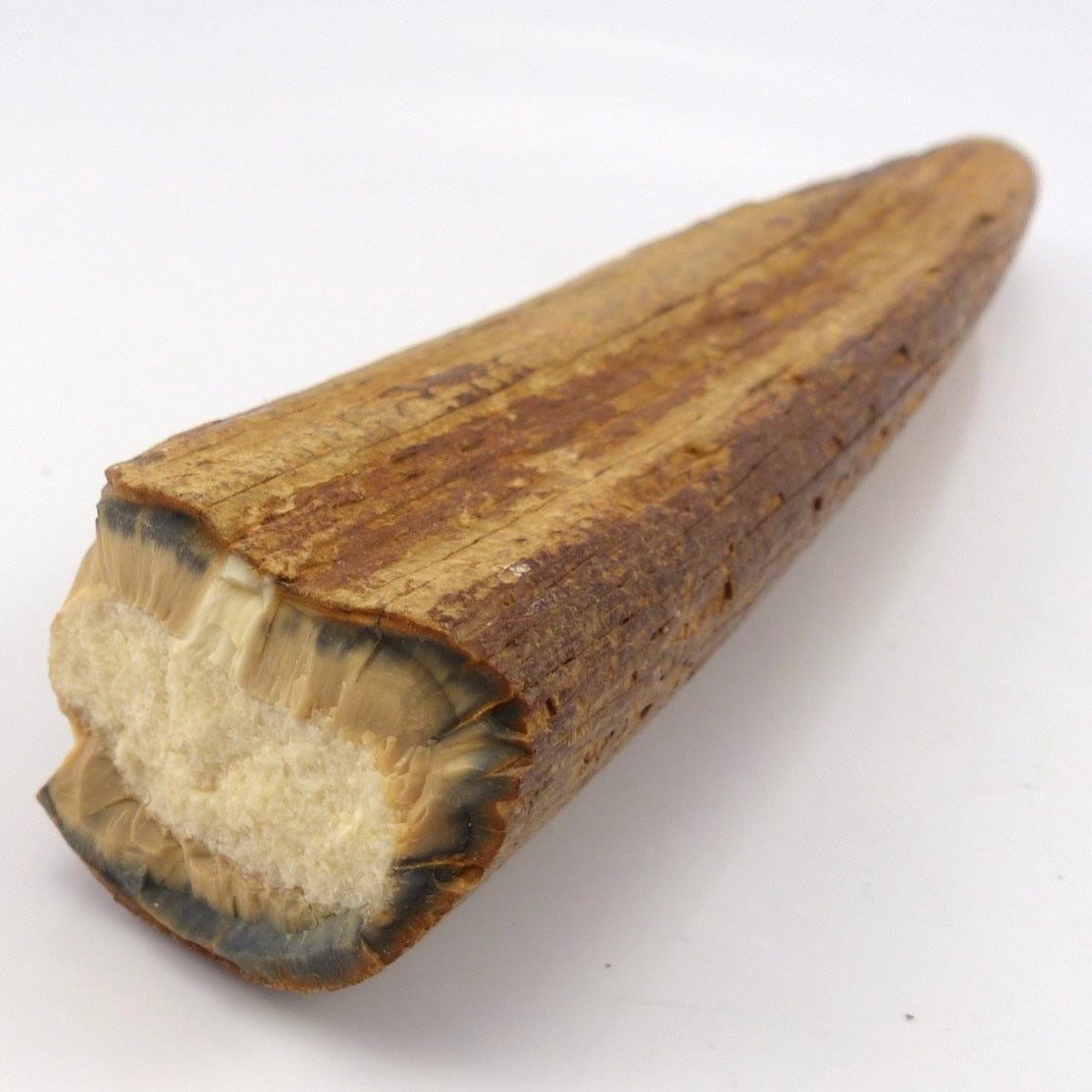ビンテージ　ウェイト（書類プレス）オブジェ Fossilized Ivory – Garland's