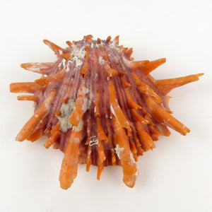 Shell