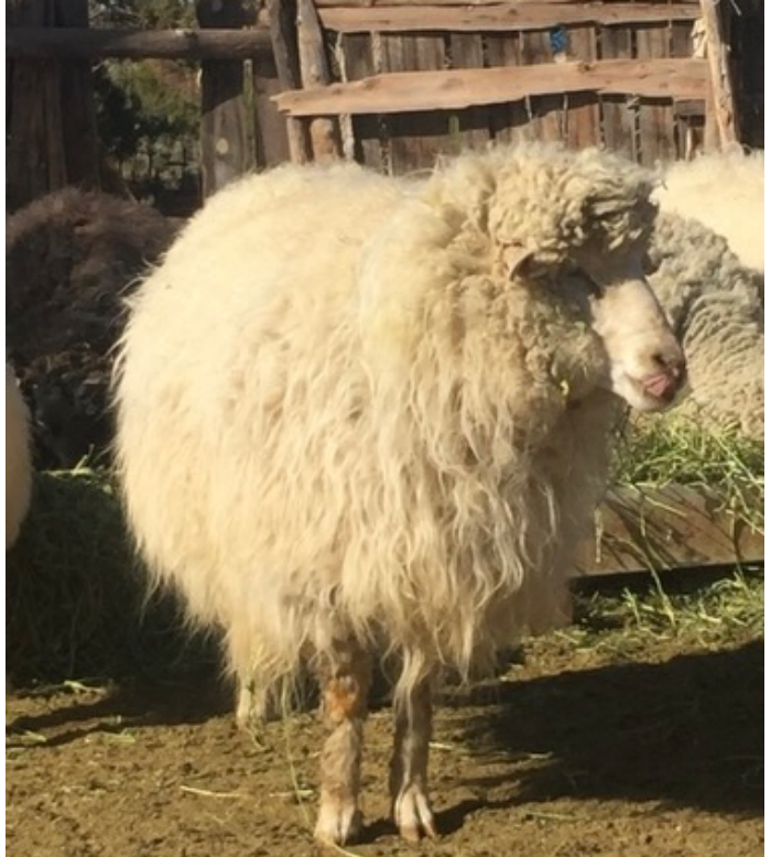 Tufted Sheep Weaving