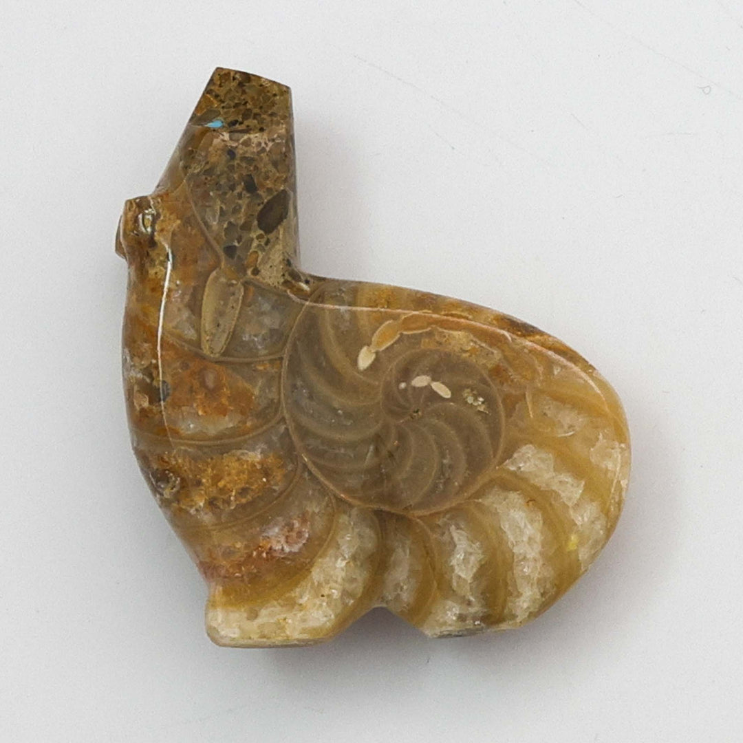 Ammonite Fossil Bear Fetish